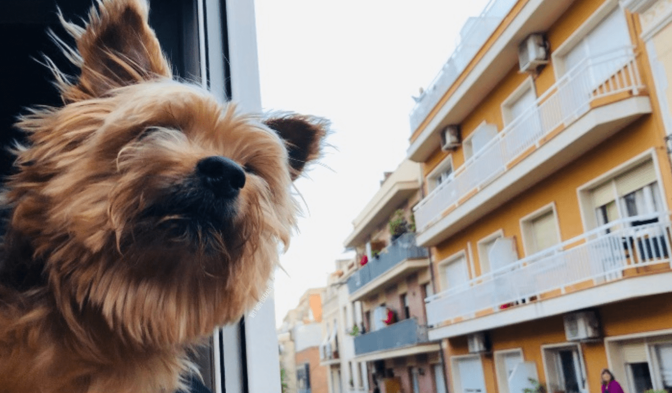 You are currently viewing 9 Mistakes to Avoid When Traveling with a Small Dog